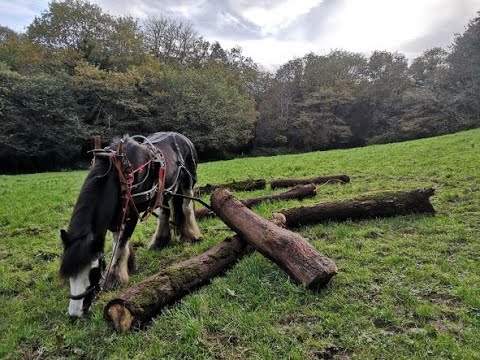 Logging with horses