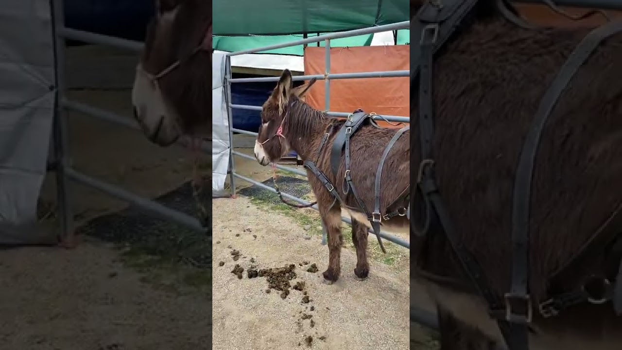 BLM Burro Delilah First Time in Harness