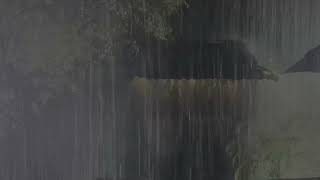 Rain On Japanese Zen Garden At Night 10 HrsㅣFor Sleep, Study, Relaxation | Calmbience Rain Sounds