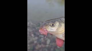 Subscribe and like vidios if you want to get brain relax and see amazing vidio of nature.thx all