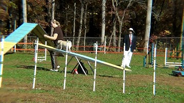 PugNatlAgility10_Brn.MP4