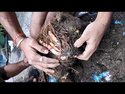 Raw Turmeric || TEL JHAL MOSLA