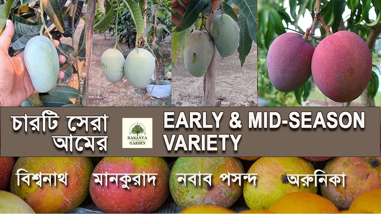 সেরা 4টি দেশী আমের জাত। Nabab Pasand | Mankurad | Biswanath | Arunika  Indian Mango #fruits #mango