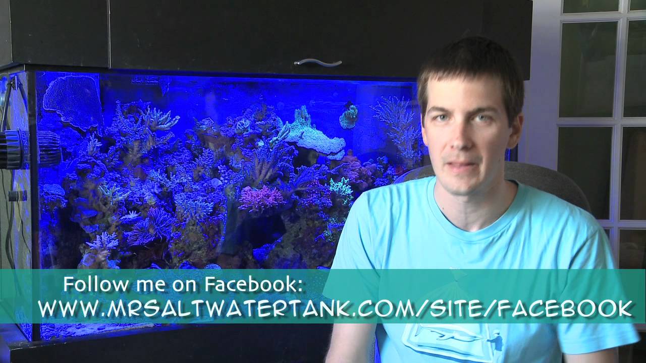 how to videos on tiktok Mr. Saltwater Tank TV Friday AM Quick Tip #52: Like Being In A China Store When You Were A Kid