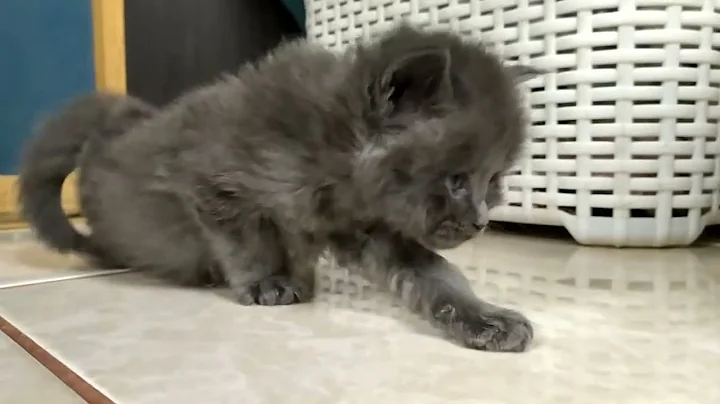 Video 4999941: purebred maine coon kitten