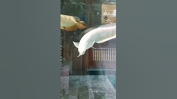 Tam long quần tụ.!