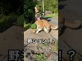 もんちゃんがおちっこ！？　詳細は説明欄みてね🐈　#cat #もんちゃん #野ション #cutecat #fyp