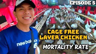 Cage Free Layer chicken Farm| (mortality rate )EPISODE 5