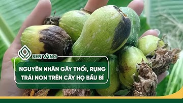 5 Nguyên nhân gây rụng, thối trái non trên cây họ bầu bí