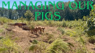 EP. 124 | How We Manage Pigs in Clear Cut