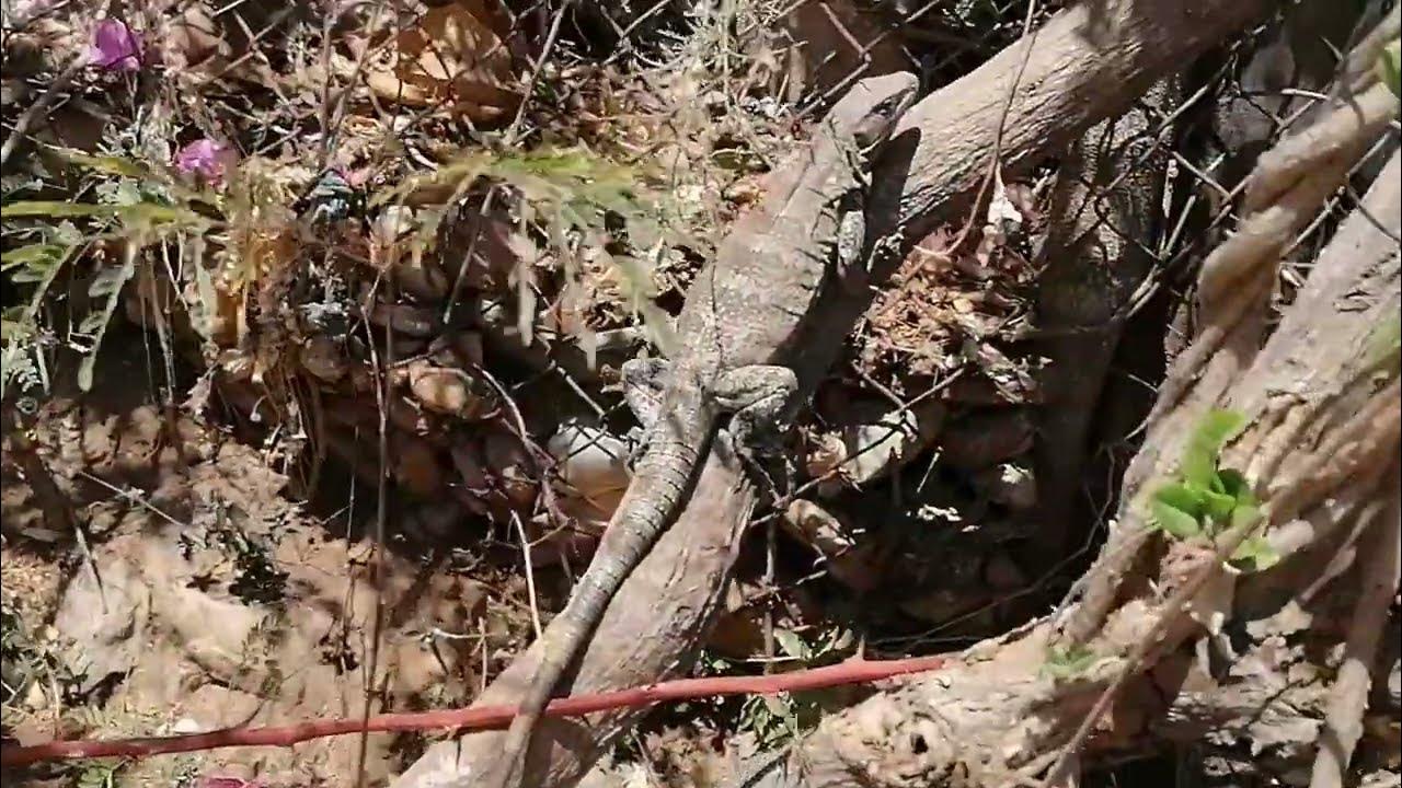 vlog15 Barra de Navidad + Puerto Escondido Deel III Oaxaca YouTube