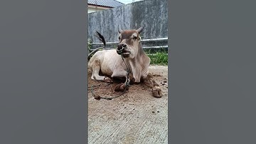 Tingkah Laku Sapi Lucu dan Pintar, Lembu Jinak, Sapi Moo, Sapi Brahman Super #sapi #lembu #shorts