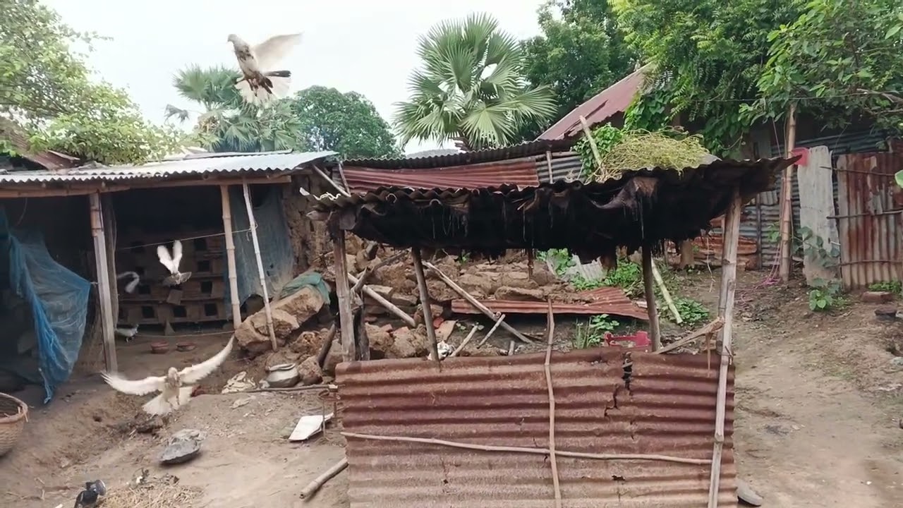 Biskit kalar Rajshahi giribaj kobutor baji