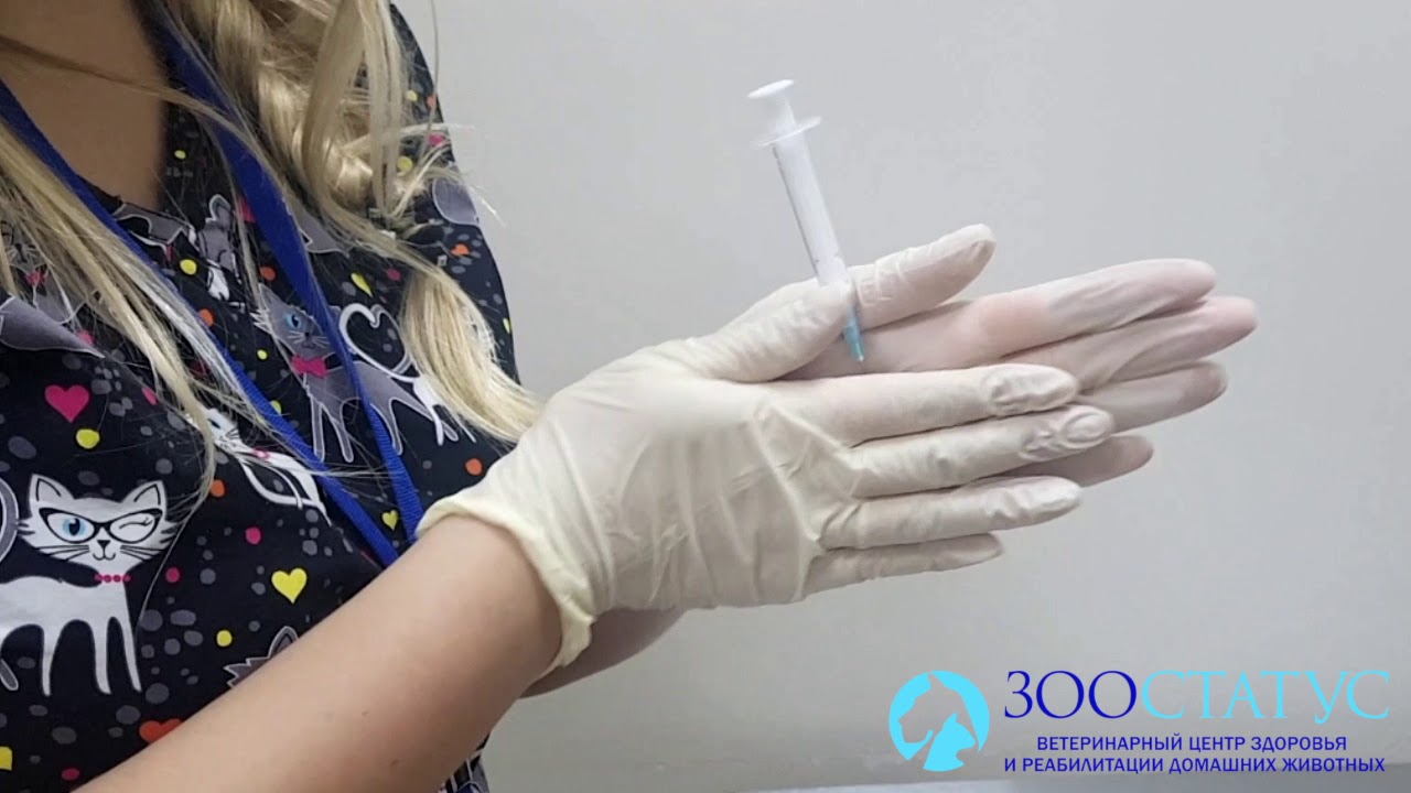 Вакцинация собак
