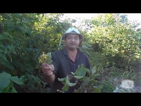 Vídeo: Tratando um Marmeleiro Doente - Reconhecendo Problemas Comuns da Doença do Marmelo