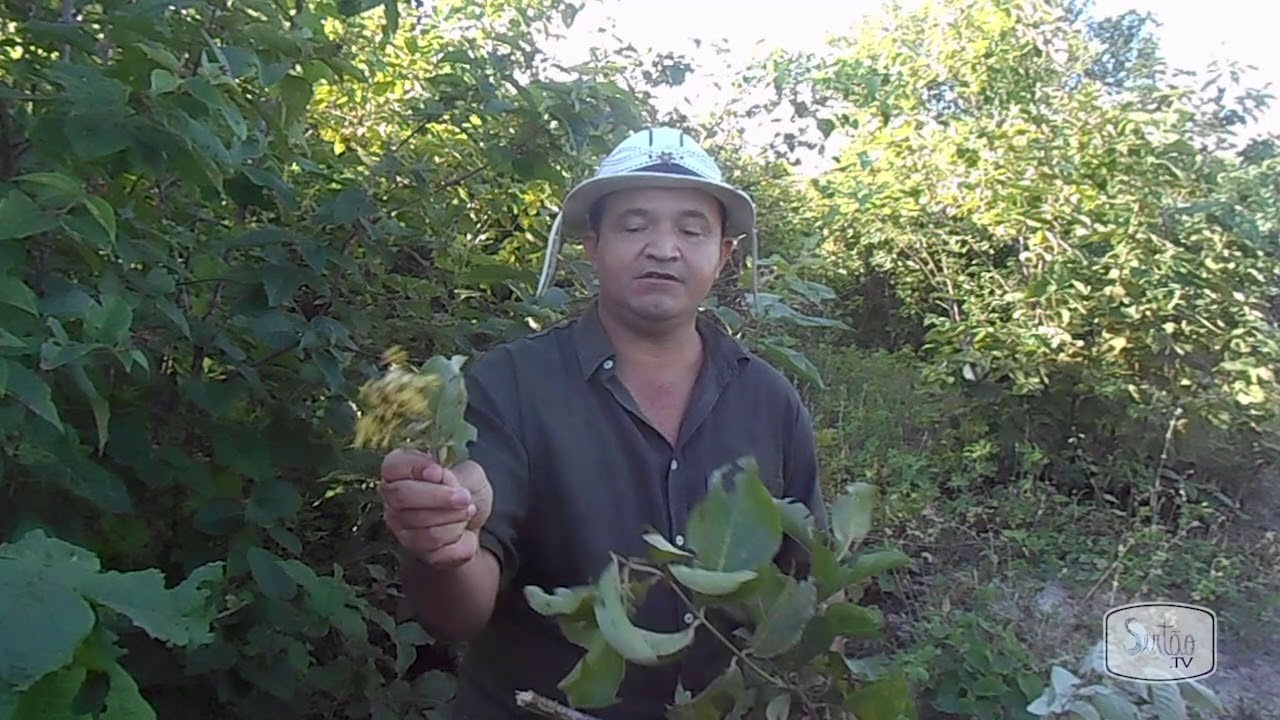 Conheça mais sobre o marmeleiro e o mufumbo, plantas utilizadas para tratamento de indigestões
