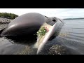 Fin whale washed up ashore at beach.  Finnhval endte sine dager i fjæra på Fiksdalstranda.