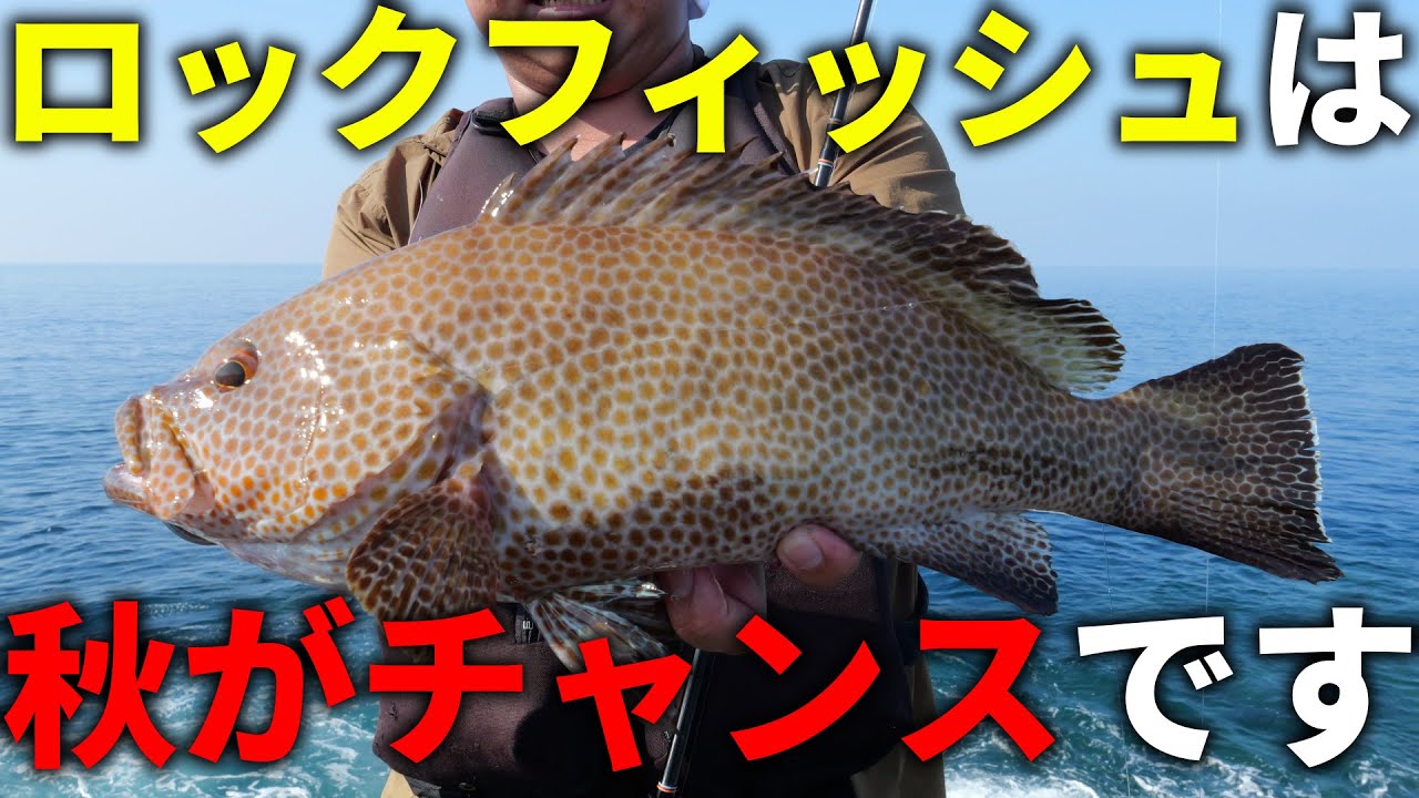 You can catch them right now! If you want to catch grouper-type