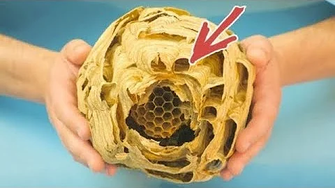 Come trovare il nido dei calabroni?