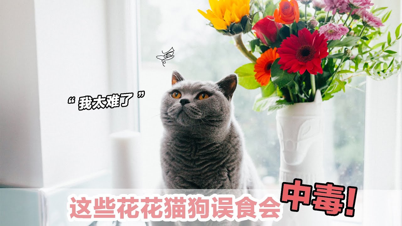 绣球花对猫狗有毒吗 照顾狗22