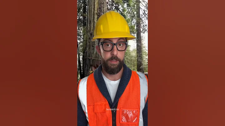 Epic Tree Cutting Fail – You Won’t Believe the Ending 😱 #treefelling #chainsawman #oldtree #shorts