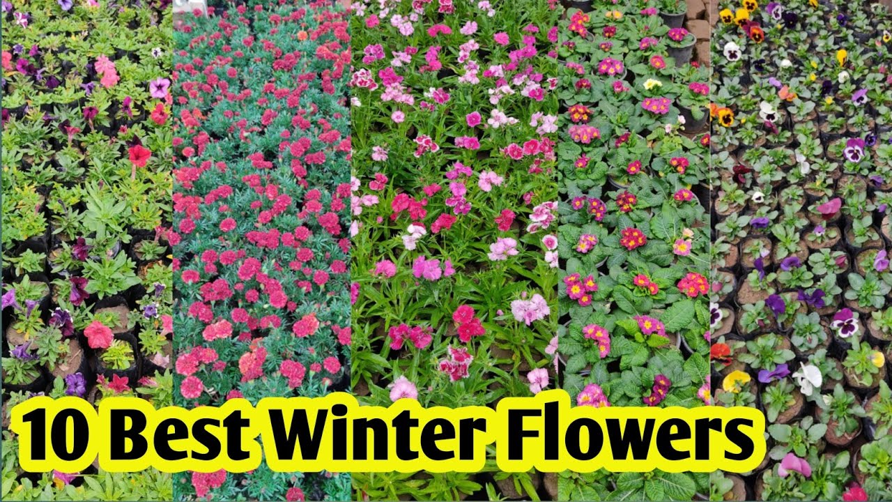 Best 10+ Winter Flowering Plants || सर्दियों में लगाएं ये सुंदर फूल || Plants World