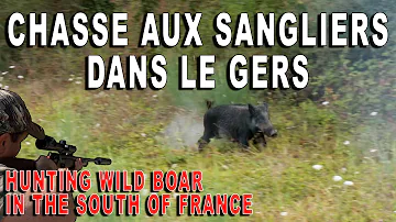 Pourquoi autant de sanglier ?