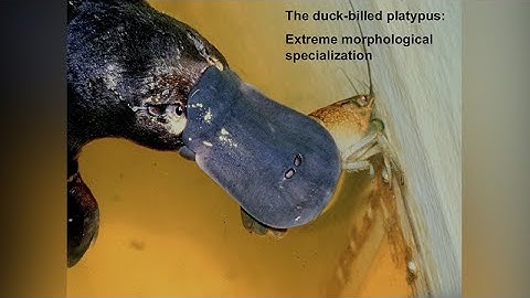 Tool UseTechnology and Evolution: Leah Krubitzer - Cortical Phenotypes Within and Across Lifetimes