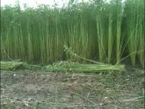 Про джут ...созревание джута продолжается от 120 до 150 дней. После окончания цв