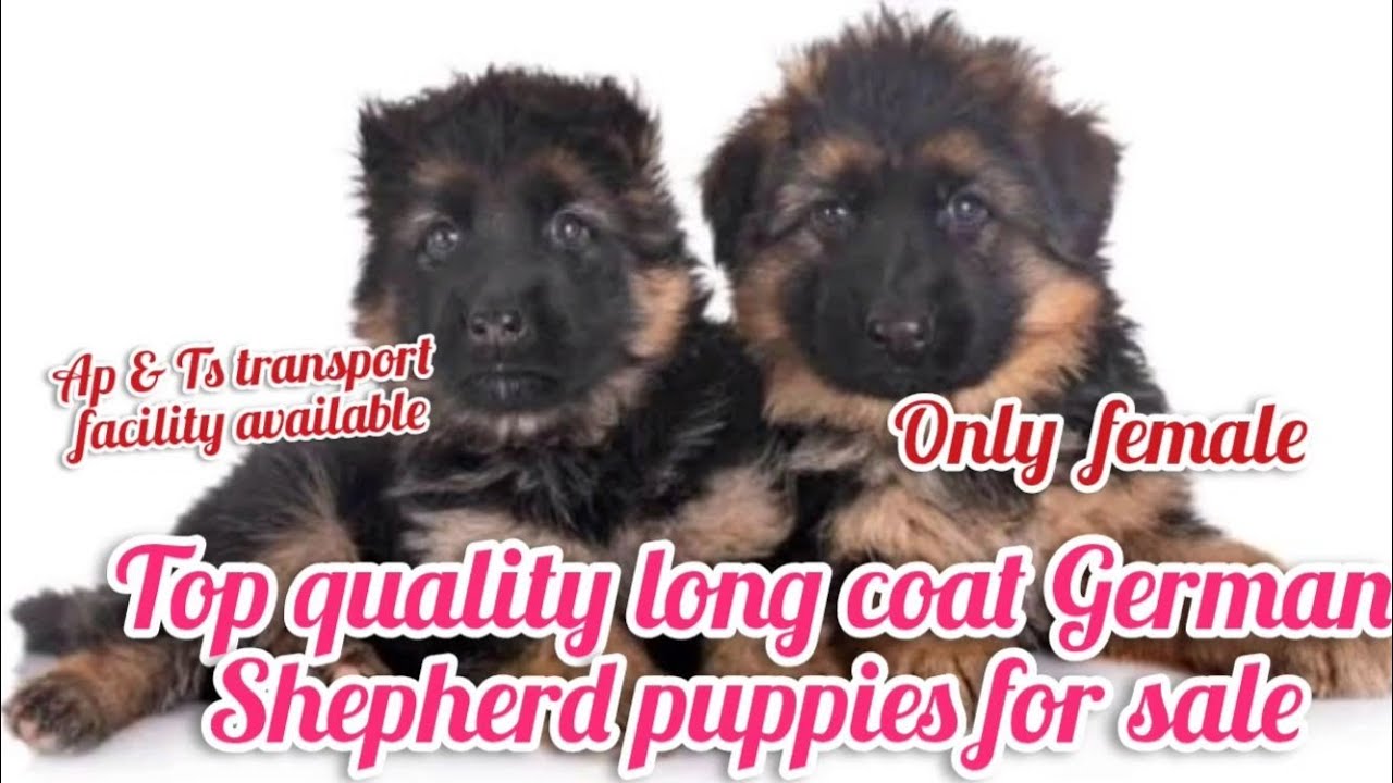 long coat German Shepherd puppies for sale8179231142hyderabaddog