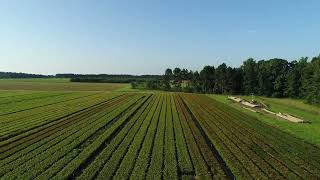 Arborgen Hardwood Seedlings In August