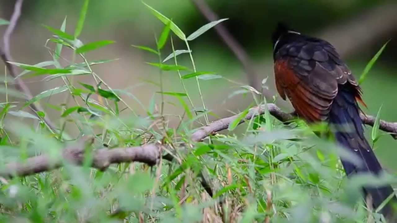 Burung Bubut Pacar Jambul – Kicaumaniaku