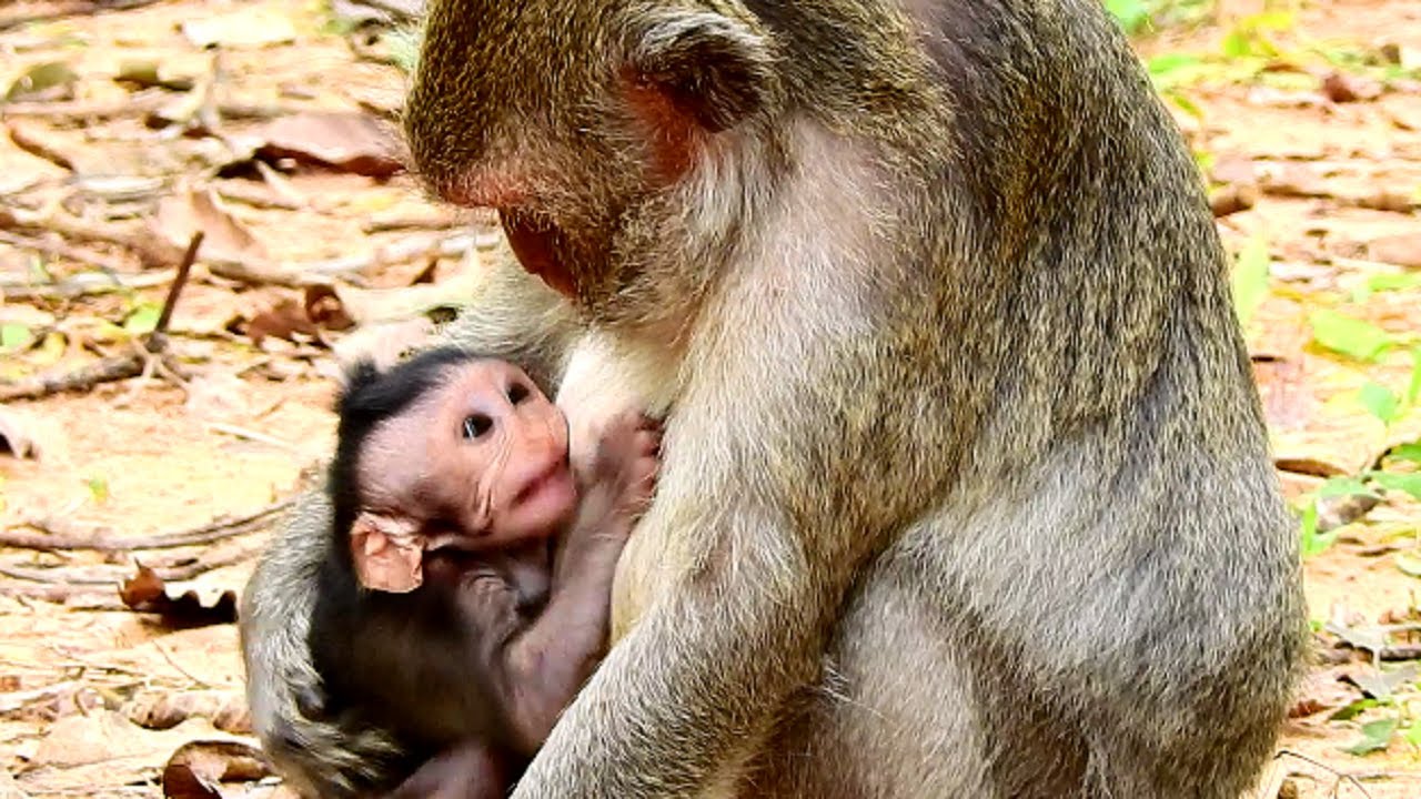 Jinx Crying! Jade Angry Baby and Weaning Baby Until Jinx Crying Loudly! Poor Baby!