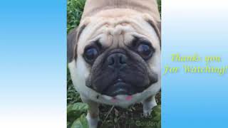 Cute Pets funny Compilations