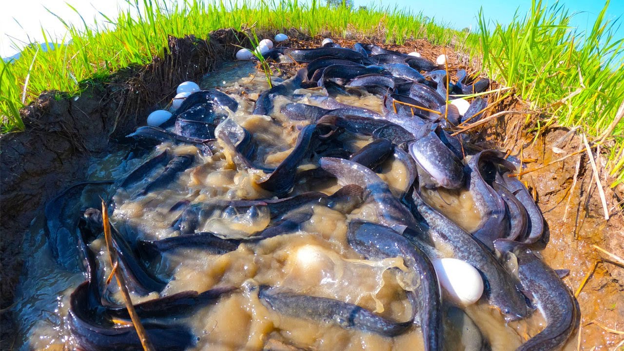 wow amazing! catching fish in dry field by hand