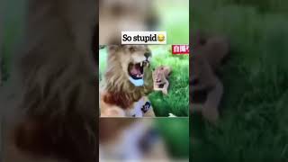 Playing With Lions in Lion Costume😂