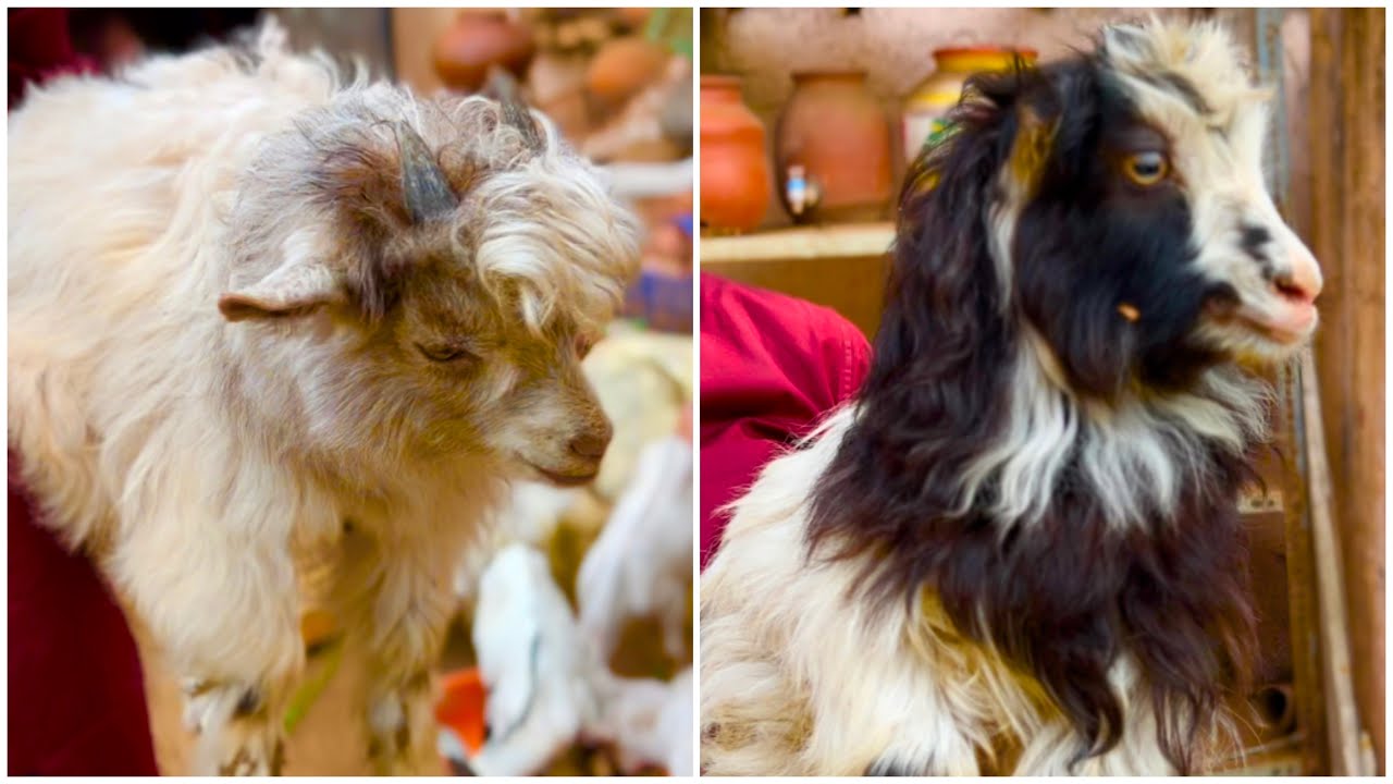 Exotic Goats at Akram Kumbhar Goat Farm Pune