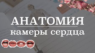 Камеры сердца (анатомия сердца) | Анатомия