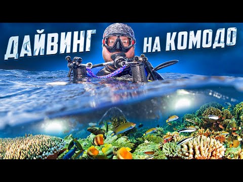 Видео: Дайвинг на Комодо!  #travel #trip #nature #komodo #diving