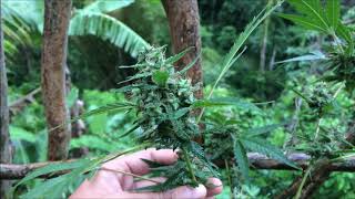 Cannabis Chronicles Carissa Kush Harvest