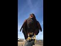 Career on the wing: Falconry on the Central Coast
