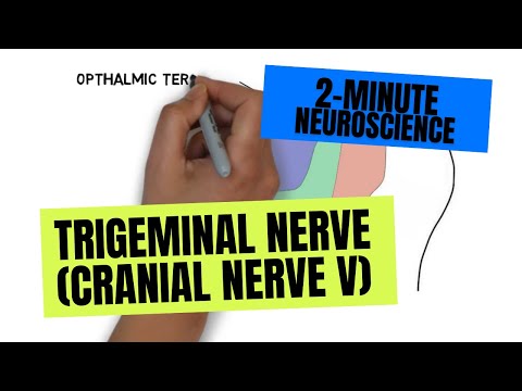 2-Minute Neuroscience: Trigeminal Nerve (Cranial Nerve V)