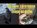 VLOG /ЛЕНАСВИНОДЕНЬ /ЧЕМ КОРМИТЬ ЧЕРЕПАХУ /ГОЛУБИ СКОРО УЛЕТЯТ