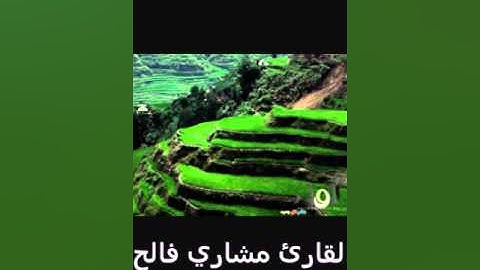 تلاوه خاشعه من سورت الرحمن القارئ مشاري فالح