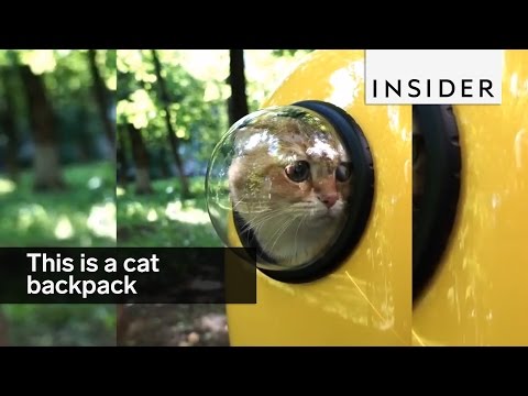 The cat backpack