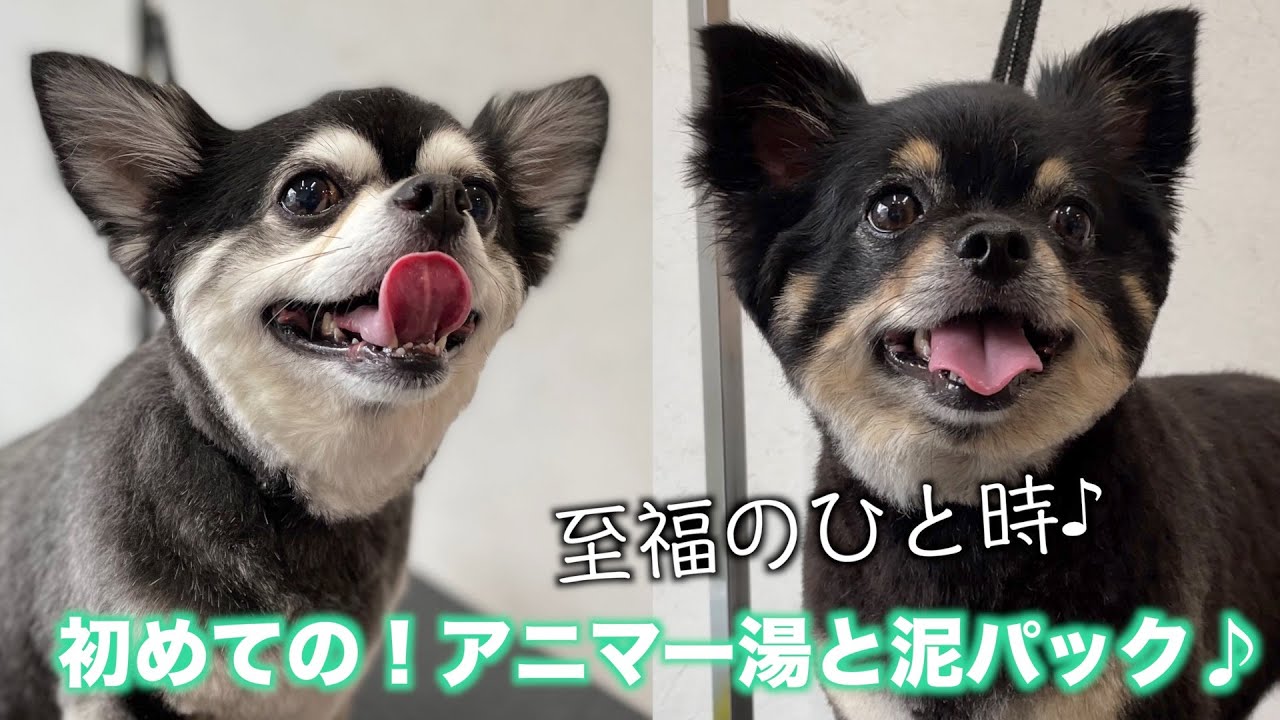 初めてのアニマー湯と泥パック チワワ 心ちゃん ロックくん 21年4月4日 日 Youtube 初めてのアニマー湯と泥パック チワワ 心ちゃん ロックくん 21年4月4日 日 Youtube