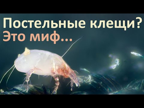 Почему постельные клещи - это миф?