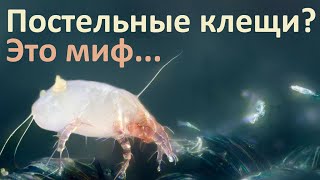 видео: Почему постельные клещи - это миф? картинка: Почему постельные клещи - это миф?