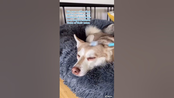 Tried Toothbrush Hack That’s Supposed To Remind Dogs Of Their Moms - It Worked! 🥺