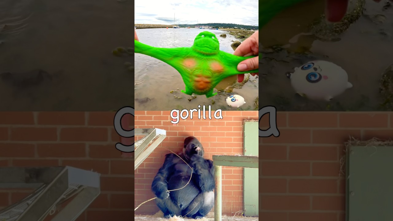 Harbour Learning Fun | Animal Names for Kids: Panda Gorilla Elephant Fox Frog